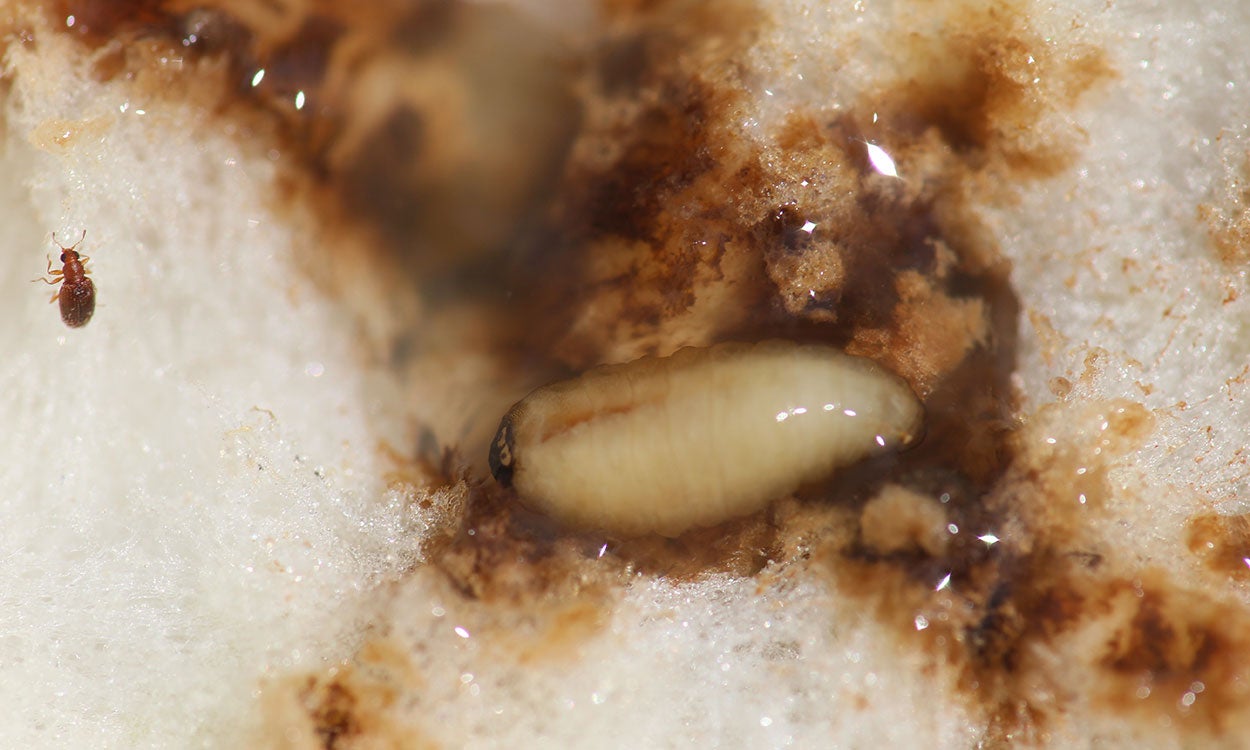 White maggot within a tan sunflower head.