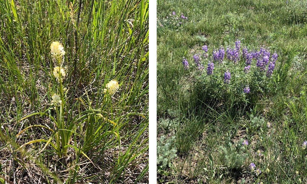 From left: Meadow deathcamas in a South Dakota prairie rangeland. Silvery Lupine in a rangeland in South Dakota.