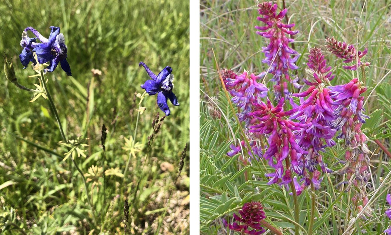 Low larkspur and twogrooved poisonvetch plants growing in rangeland.