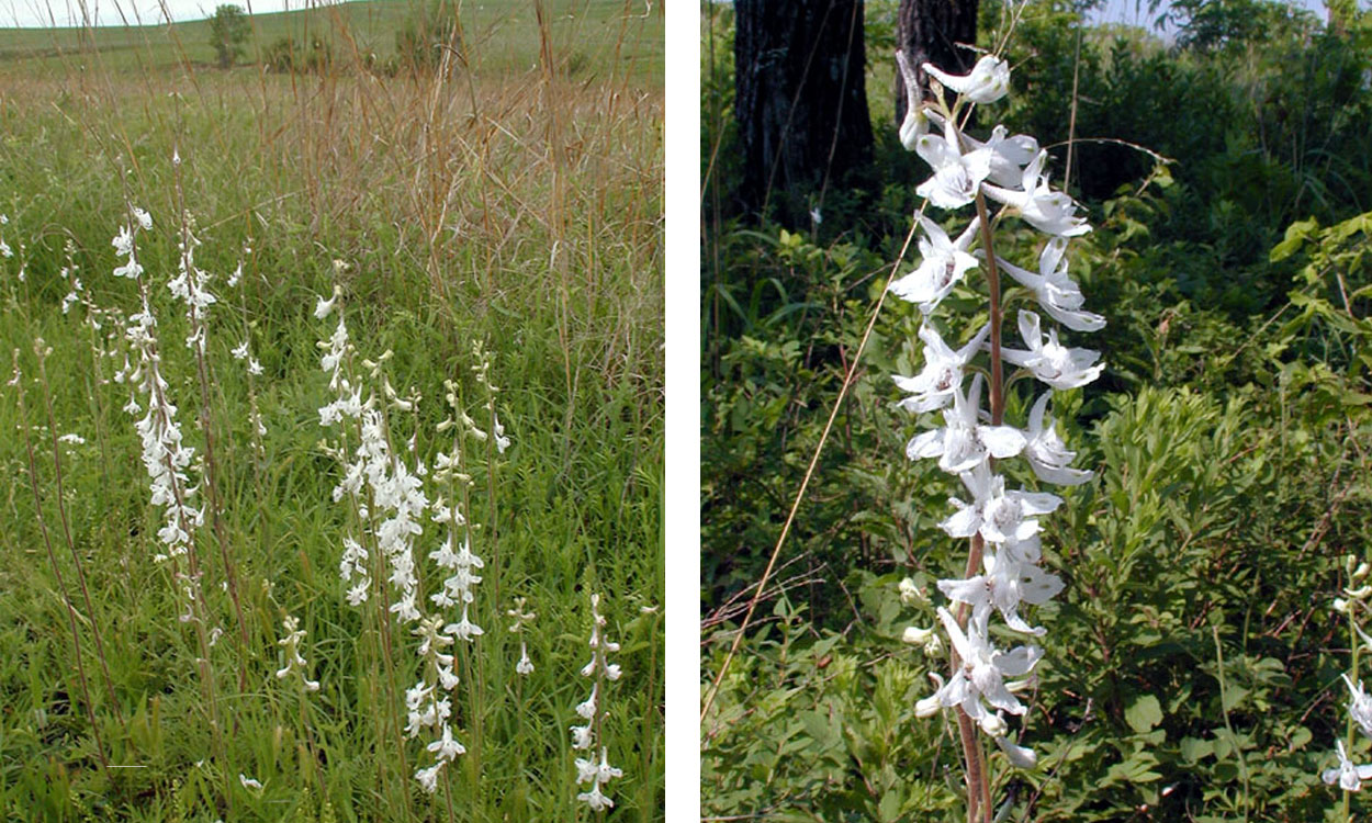 Prairie larkspur with white flowers growing in a grassland area.