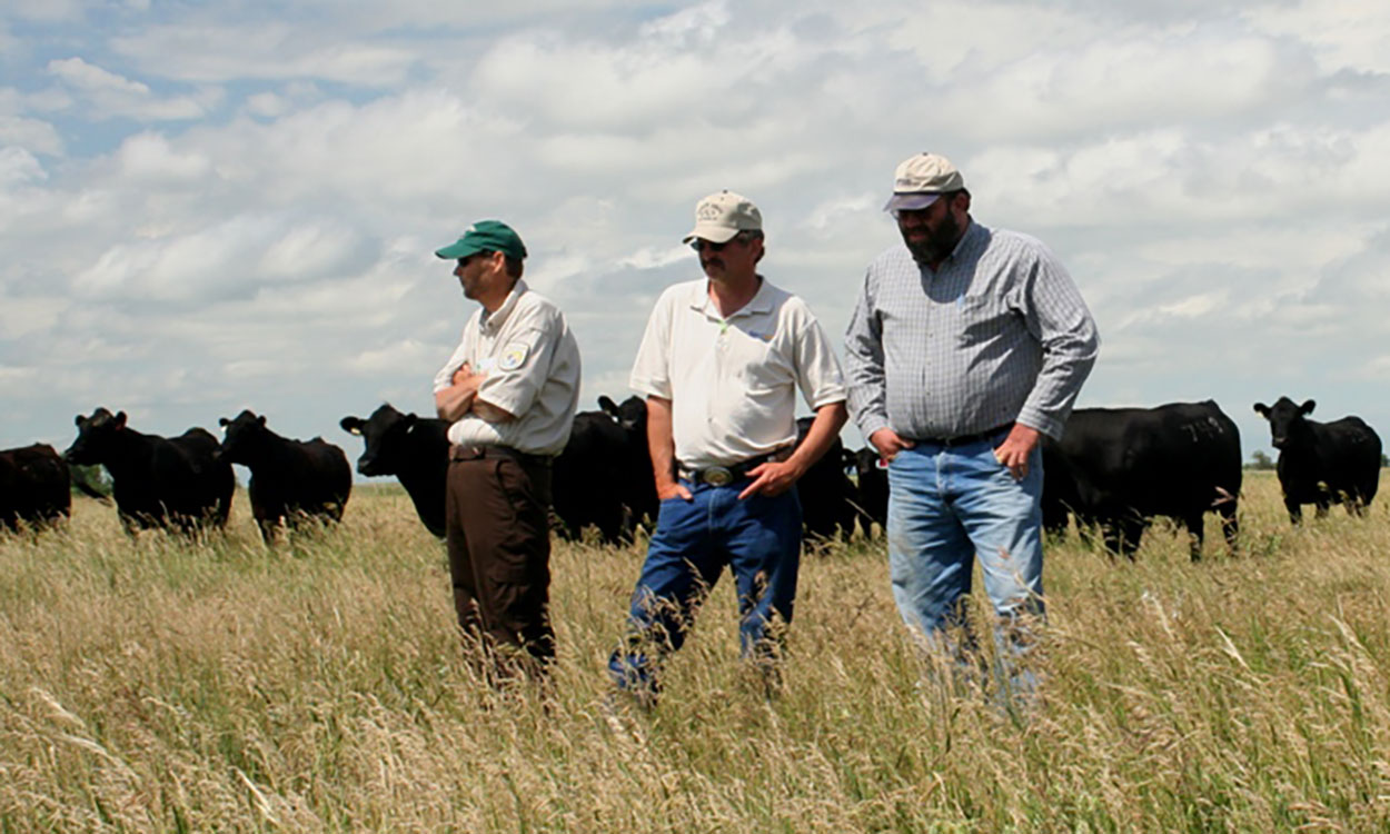 Two producers and a conservation agent moving cattle in a grassland area.