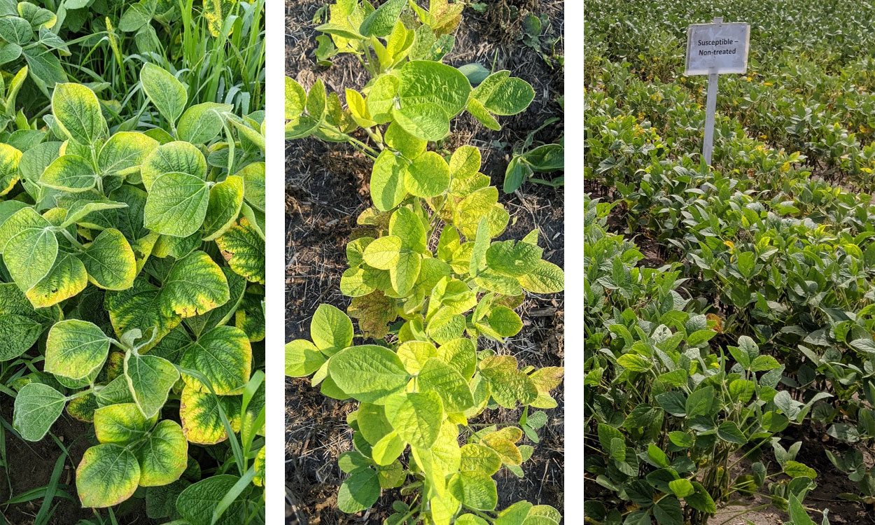 Three soybean fields with yellowing issues due to potassium deficiency, iron deficiency chlorosis and soybean cyst nematode.