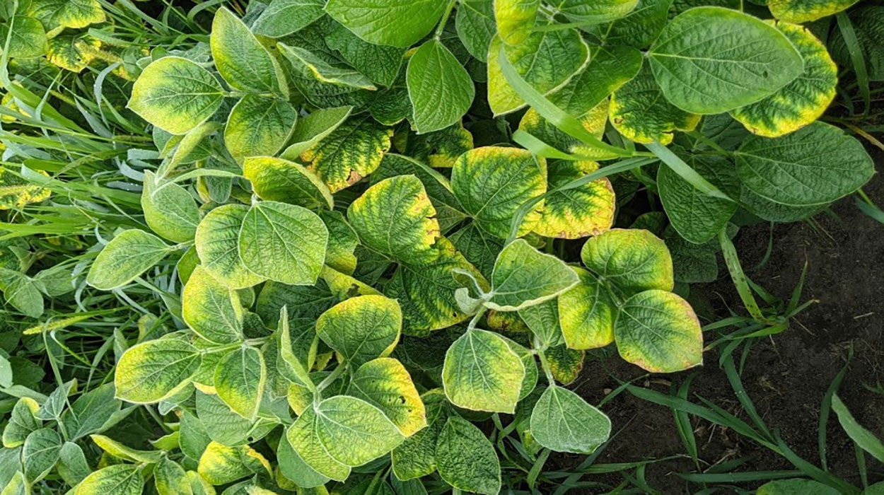 Green stems appear in soybeans again