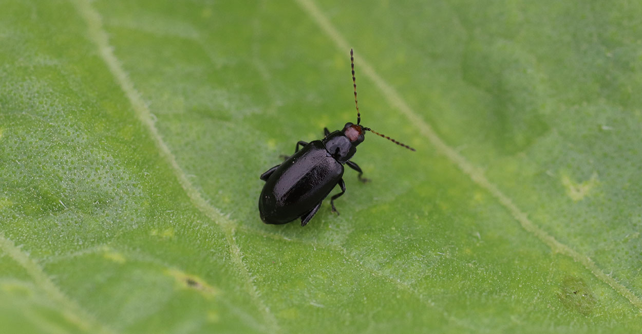 Redheaded Flea Beetles Clipping Silks