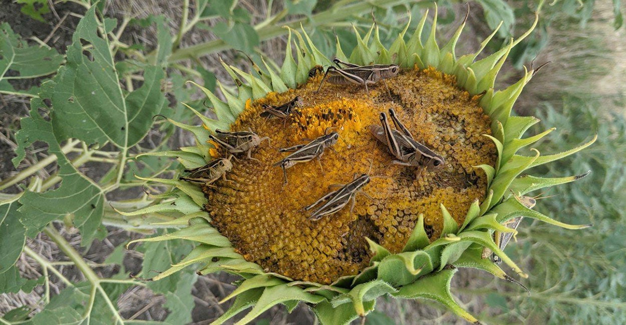 Numerous grasshoppers feeding on a yellow sunflower head.
