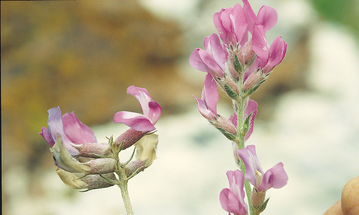 Two poisonous ranch plants with pink flowers. Astragalus genus (left) with blunt keel petal and Oxytropis genus (right) with pointed keel petal.