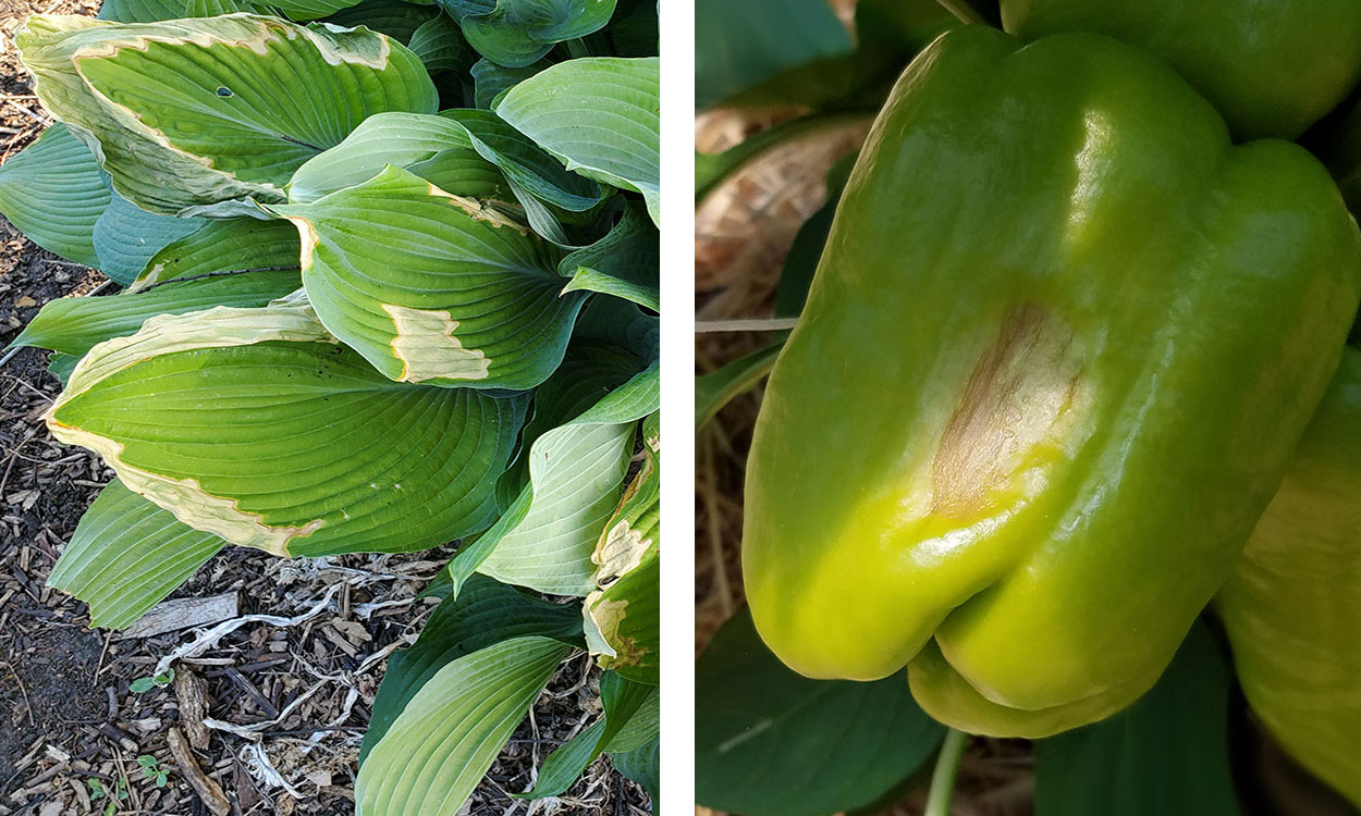 Left: Large green leaves of hosta have white and yellow discoloration on the outside edge of the leaves. Right: A green pepper with a tan spot that appears mushy.
