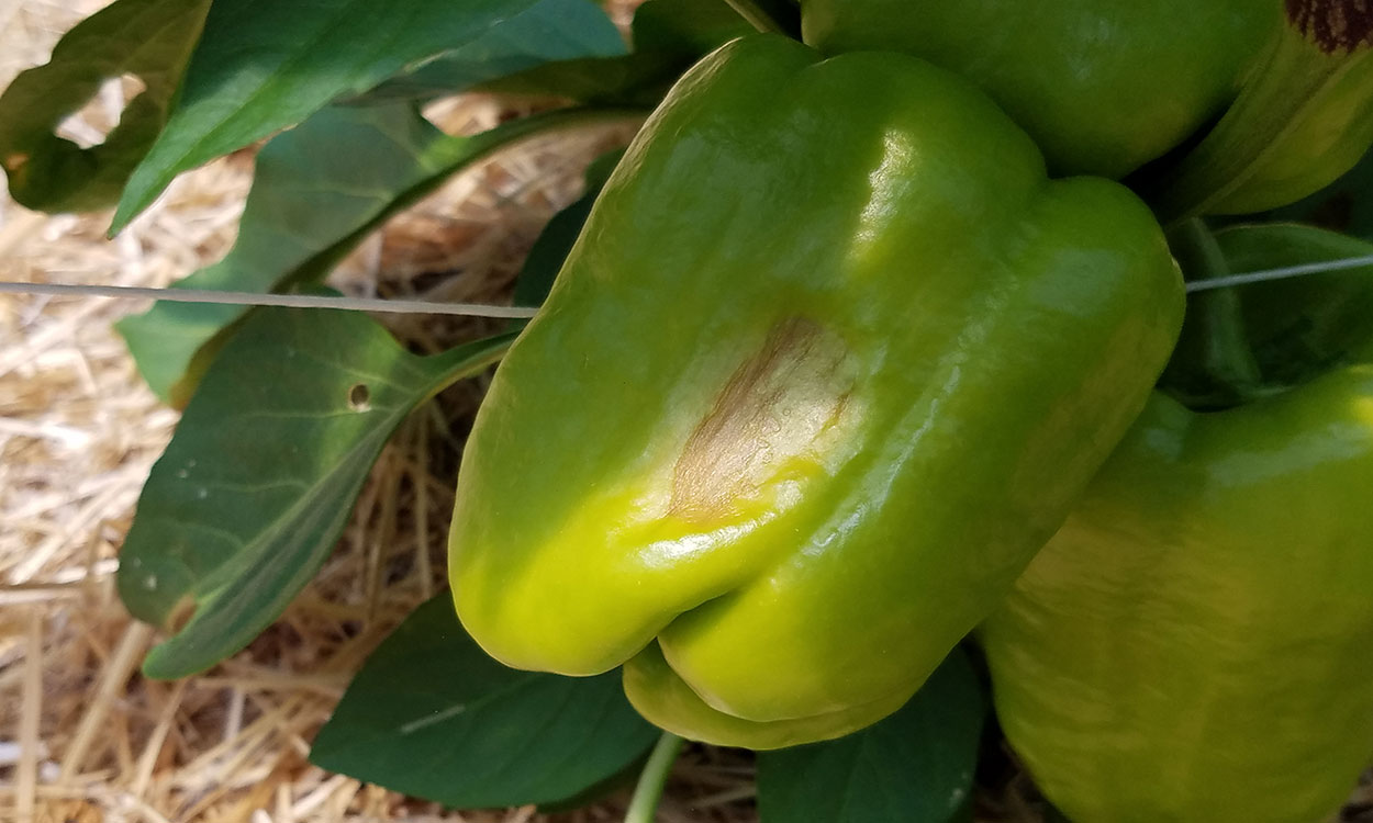 A green pepper with a tan spot that appears mushy.