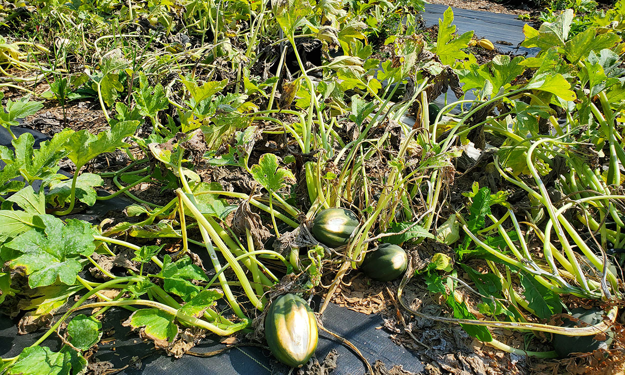 A field of acorn squash with broken leaves, and windswept vines. Squash have large white spots on them as a result of sunscald.