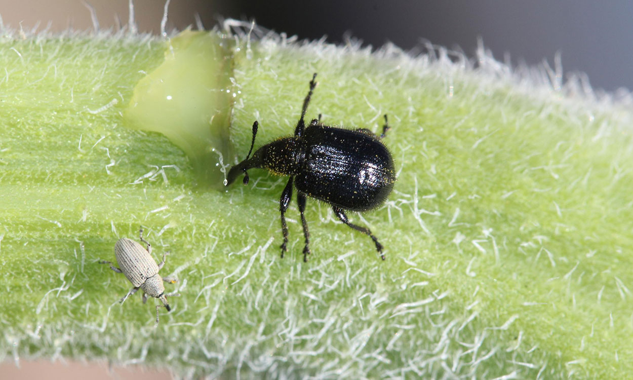Small, black beetle with a long snout.