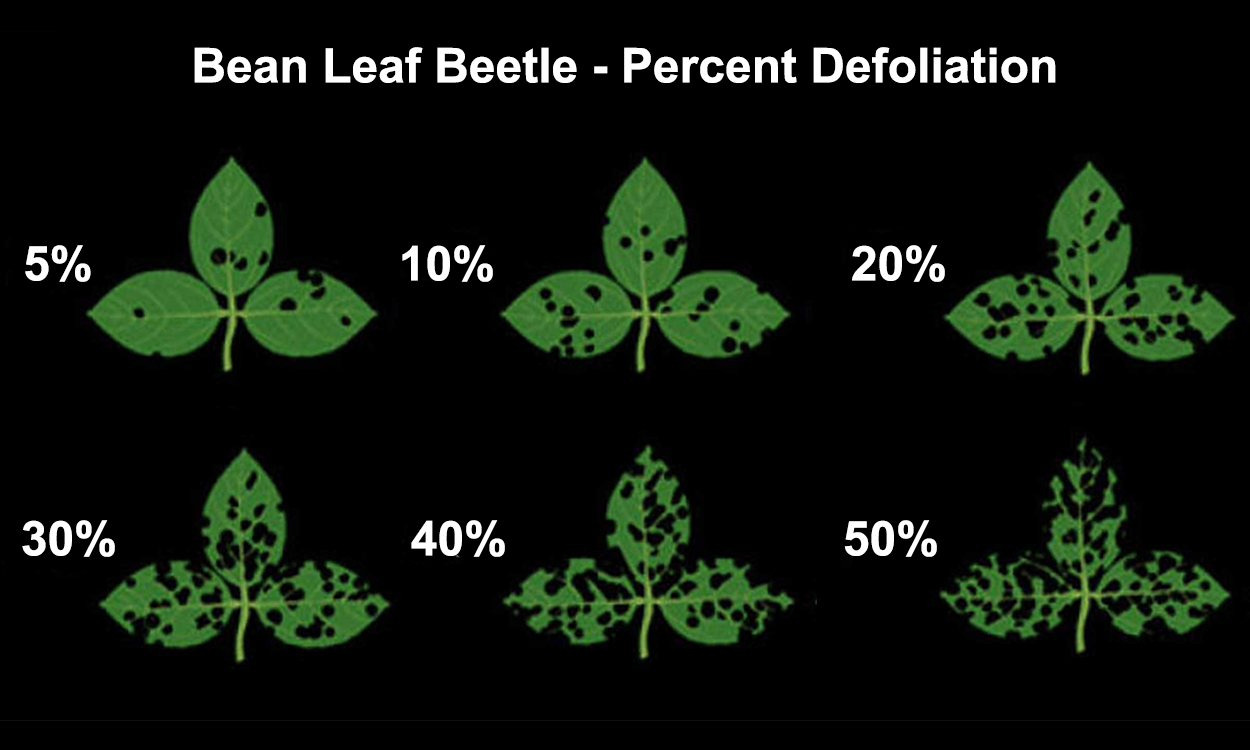 Black background with green leaves with varying levels of defoliation present.