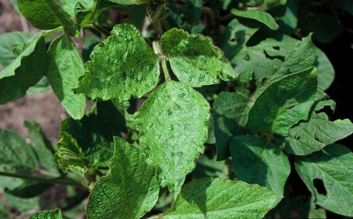 Soybean plant showing the bean pod mottle virus symptoms of distortion, rugosity (wrinkled), and mottling (dark green/light green color patterns) on a soybean plant infected with the virus.