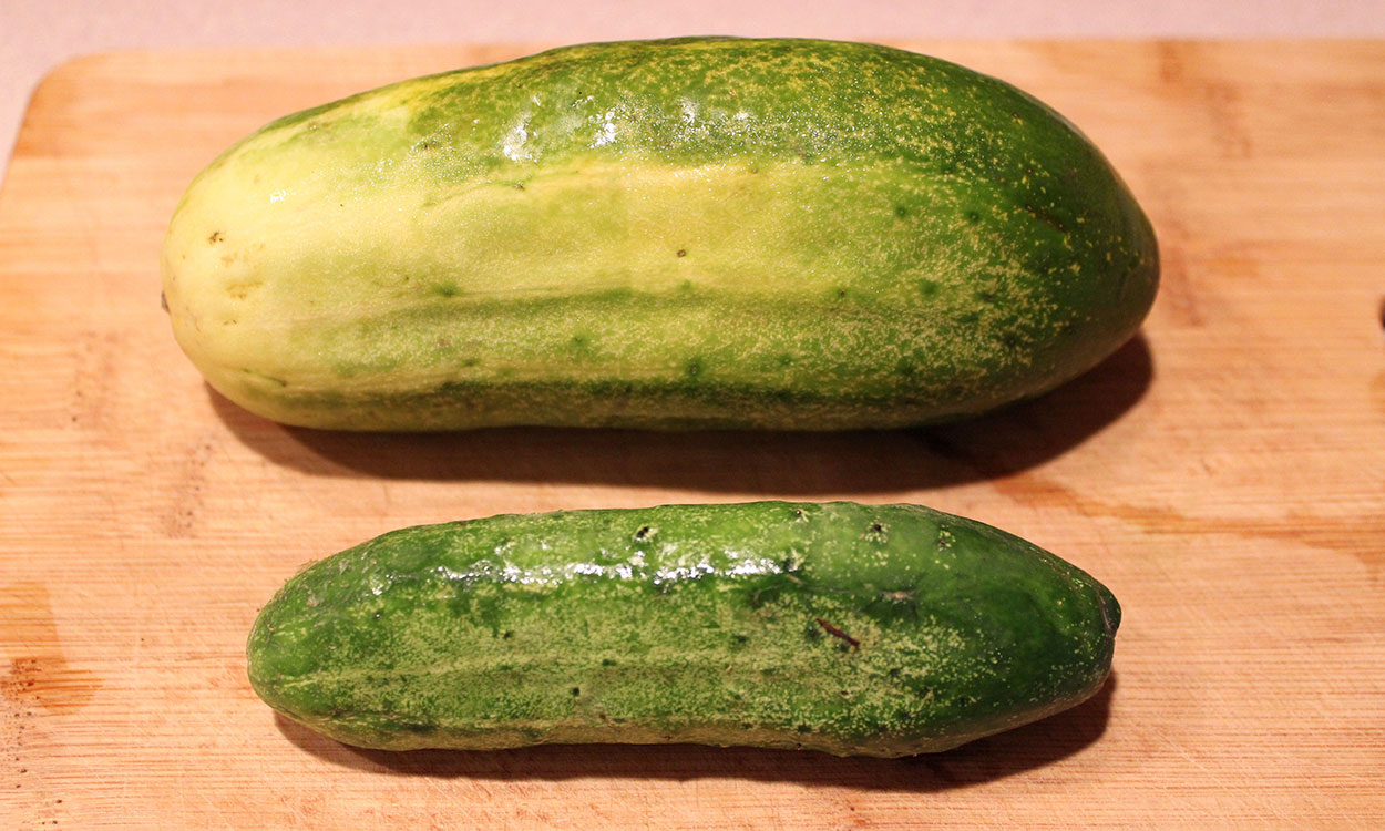 Two pickling cucumbers. The top is significantly larger and is beginning to turn yellow. The bottom is about four inches long with crisp, green flesh.