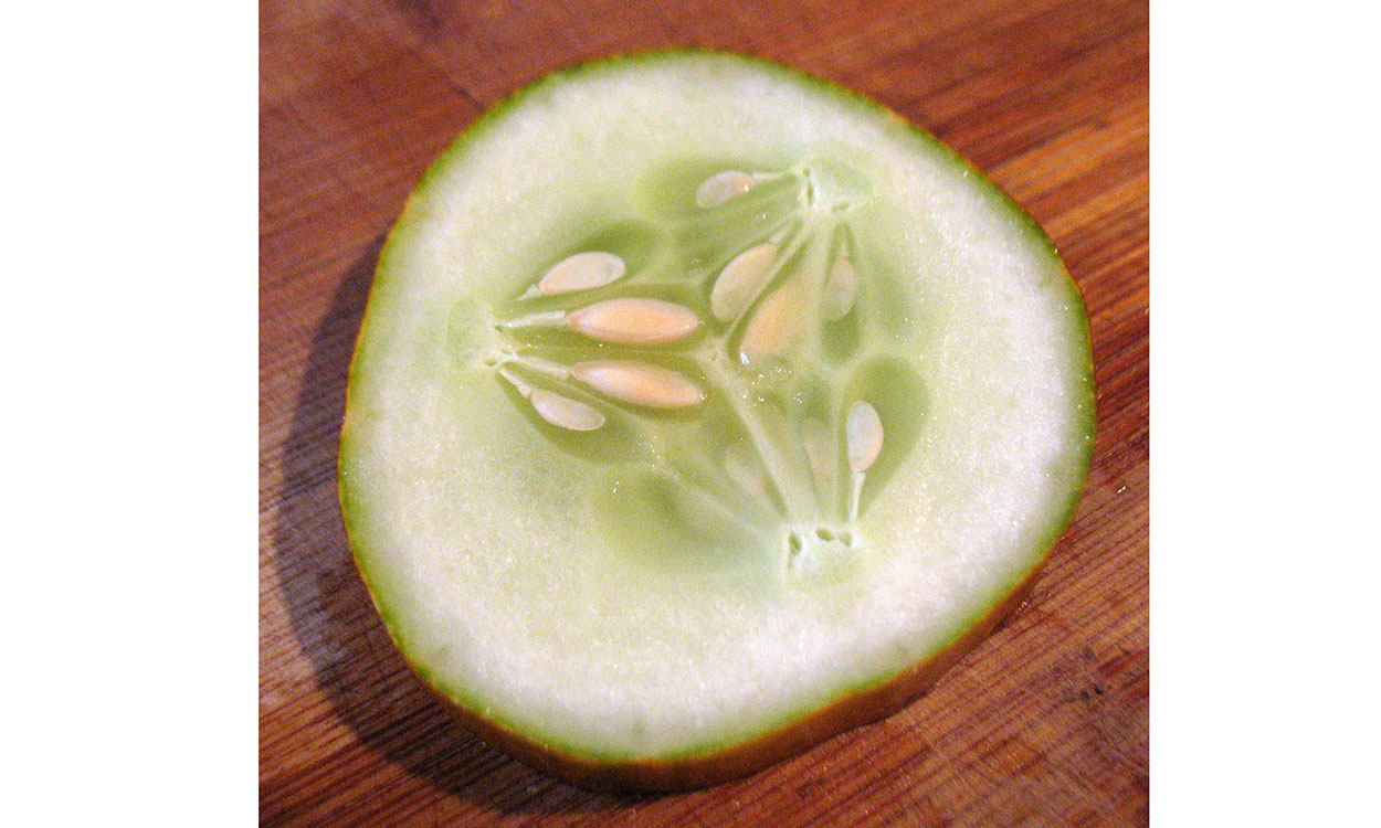 A circular slice of a cucumber that is very ripe. At the center, several white-to-yellow seeds are beginning to harden.