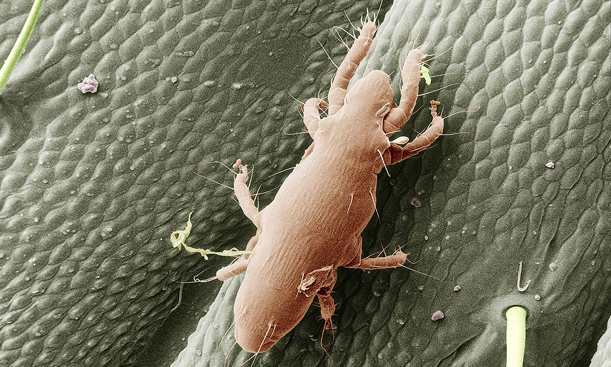 Cream mite on a green-colored caterpillar.