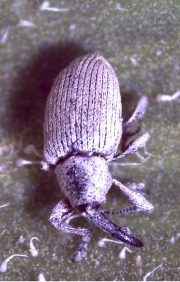 a black beetle covered in a white substance