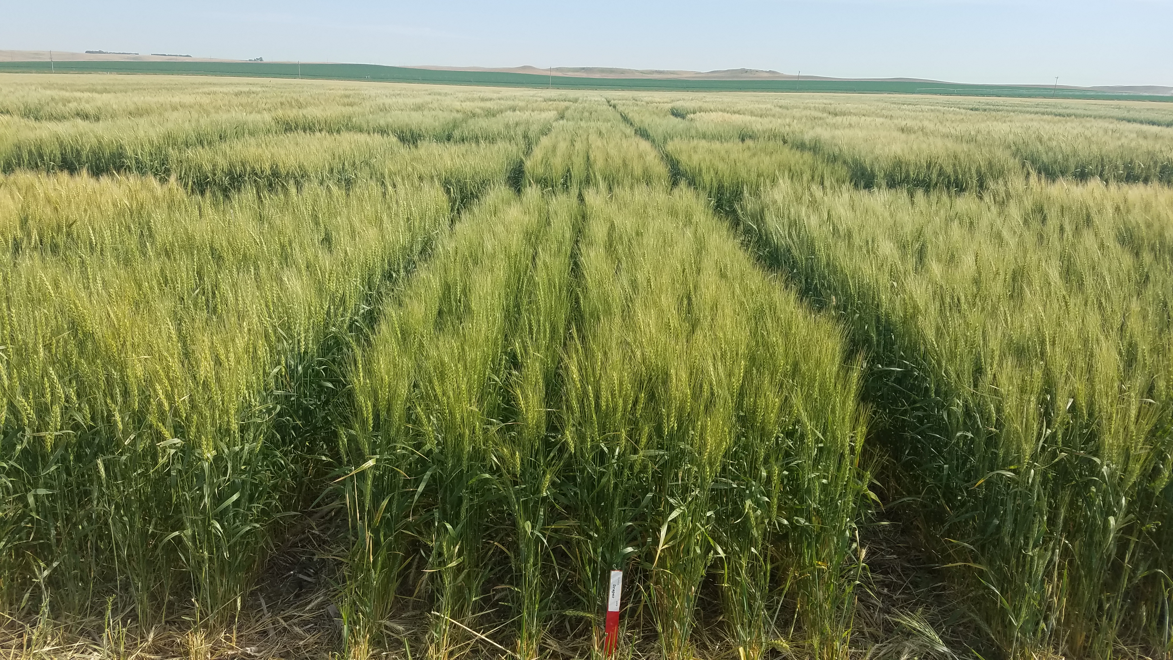 Winter wheat test plots with numerous groups of green wheat plants growing throughout.