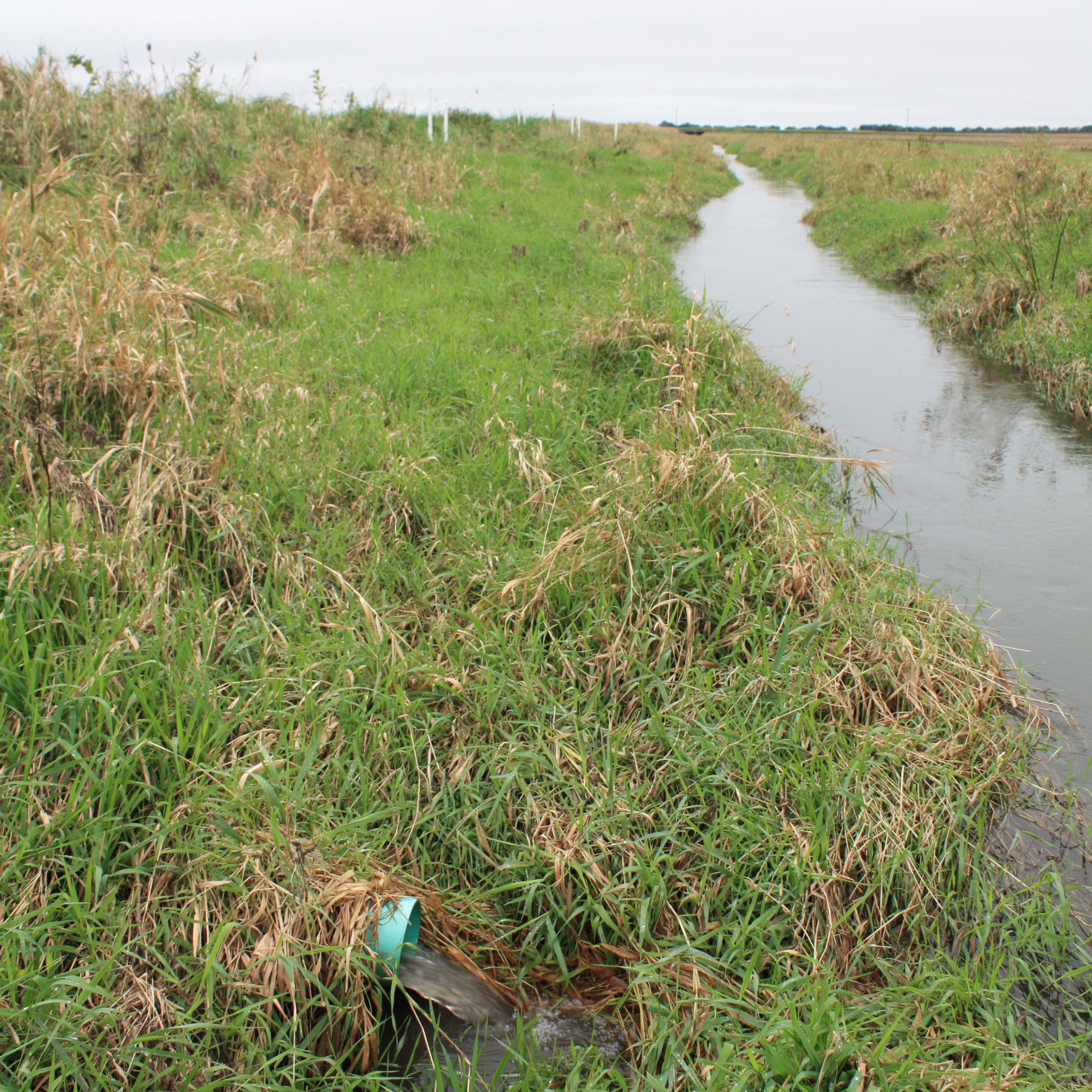 small water channel next to green grass