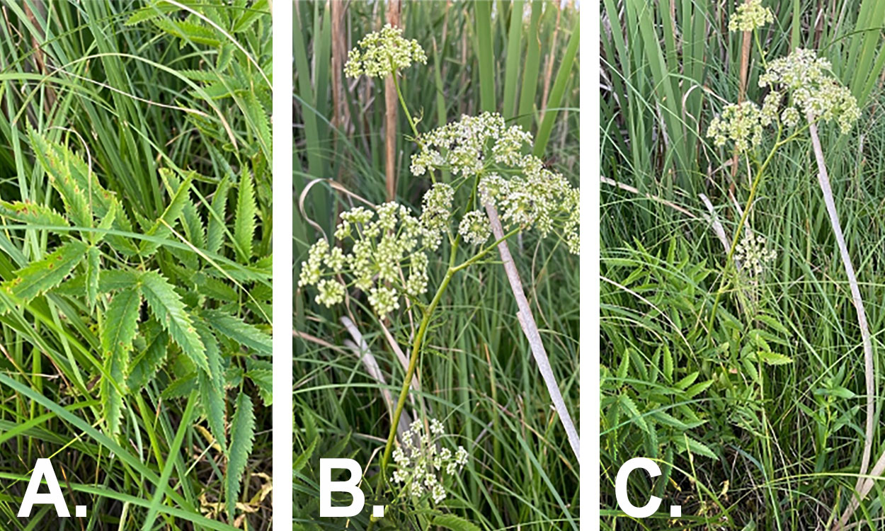 Water hemlock seen in a riparian area on a South Dakota rangeland.