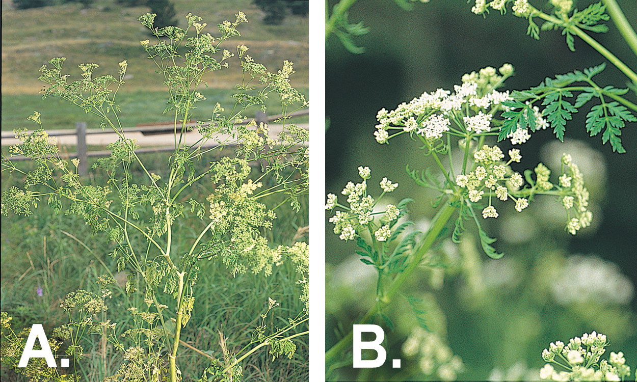 Two photos of Poison hemlock demonstrating its unique identifying features.