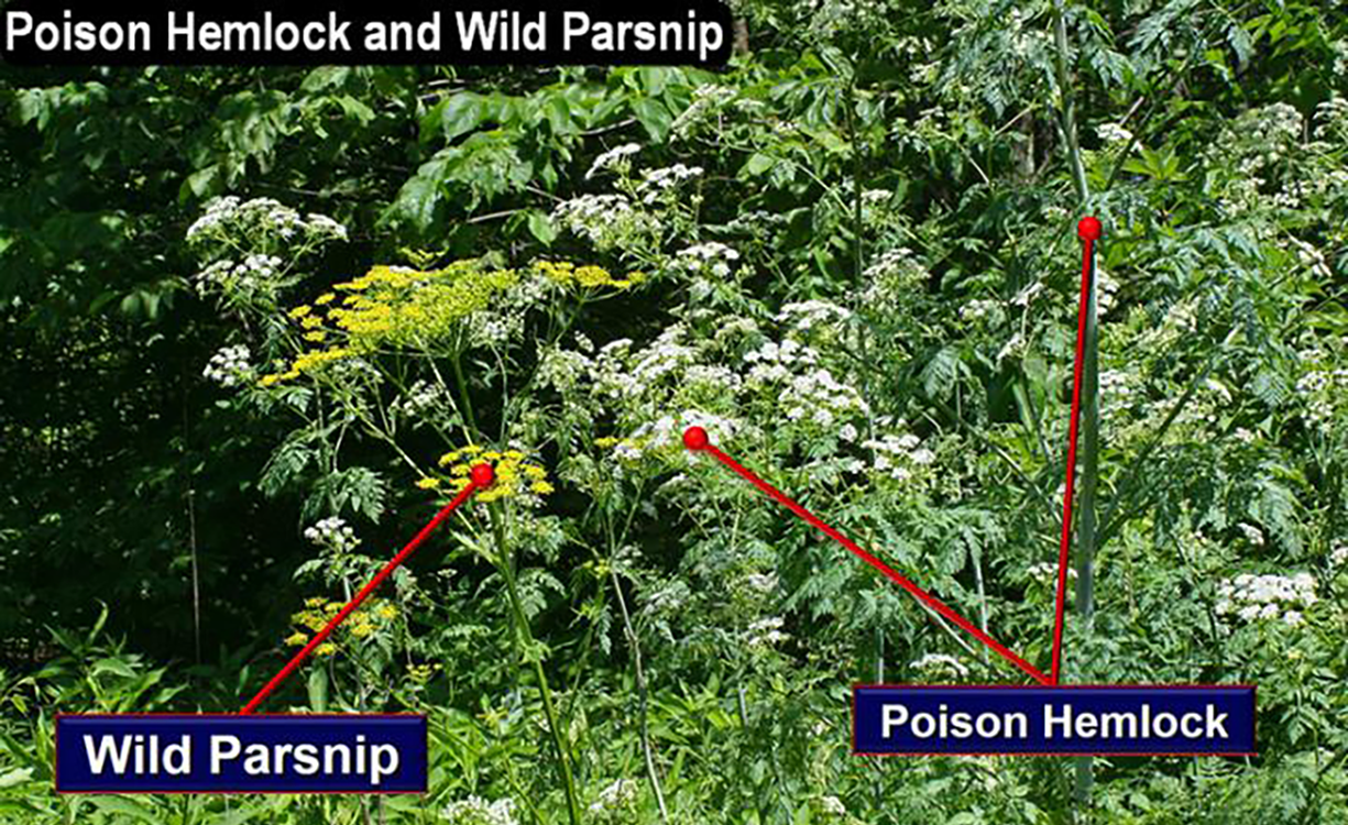 Wild parsnip and poison hemlock growing in a rangeland. Arrows point to the unique identifying features of each plant.