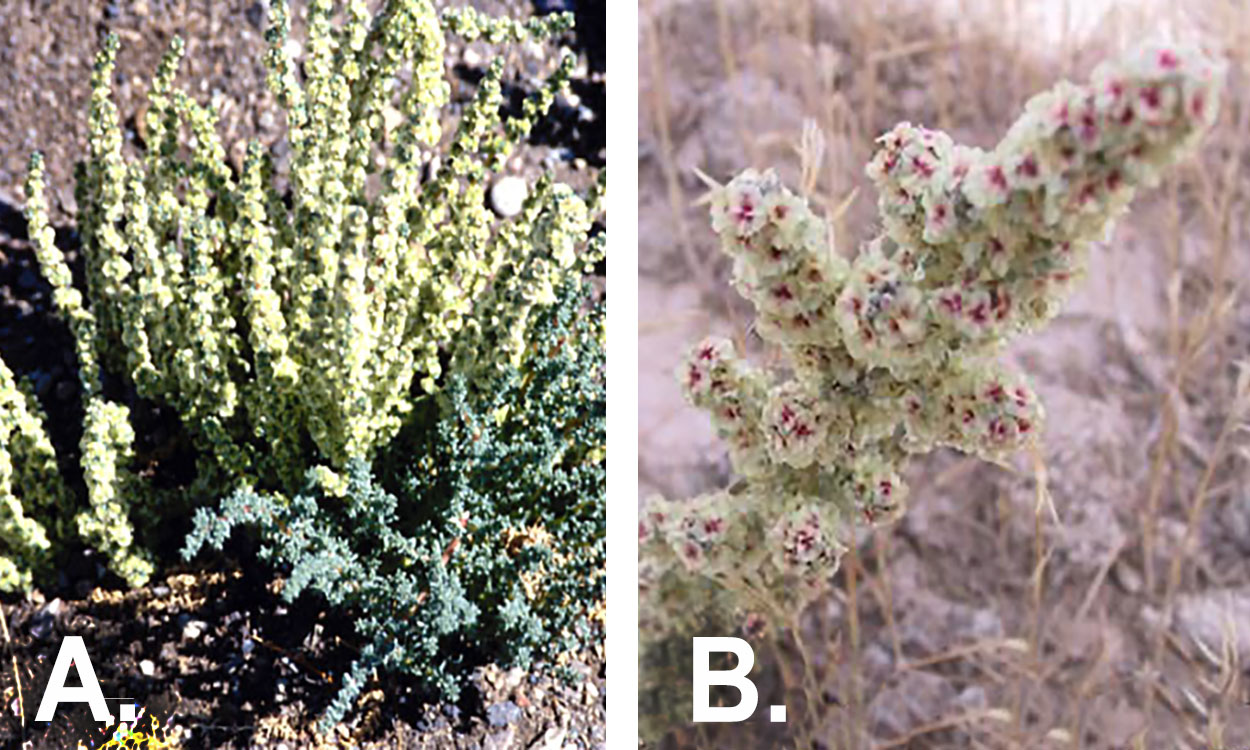 Two photos showing the unique identifying features of the Halogeton plant, including delicate, white-to-red flowers when in bloom.