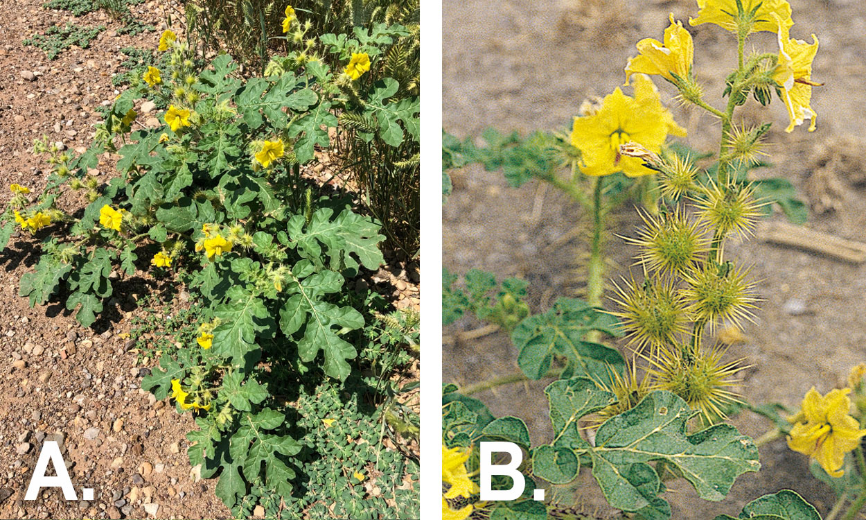 Buffalo Bur plant with jagged green leaves and yellow, bur-like flowers.