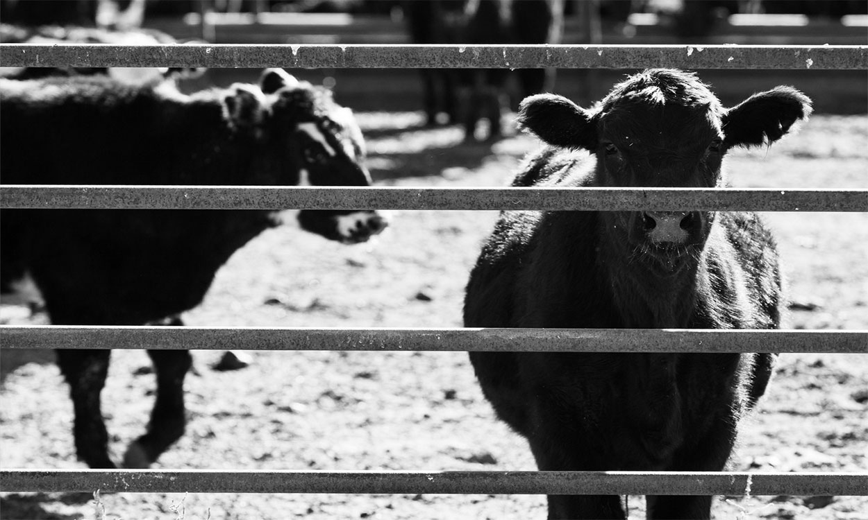 Two black cattle being isolated in a pen.