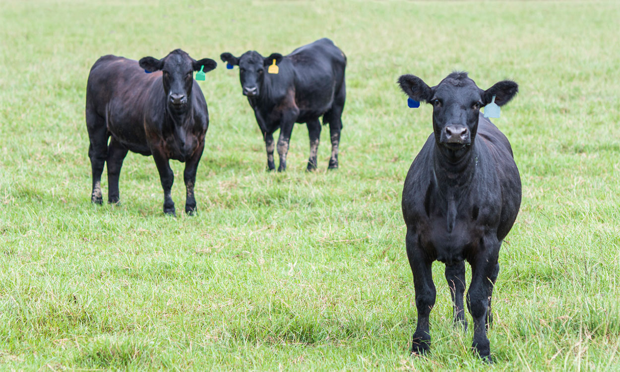 Black angus heifers in a green pasture.