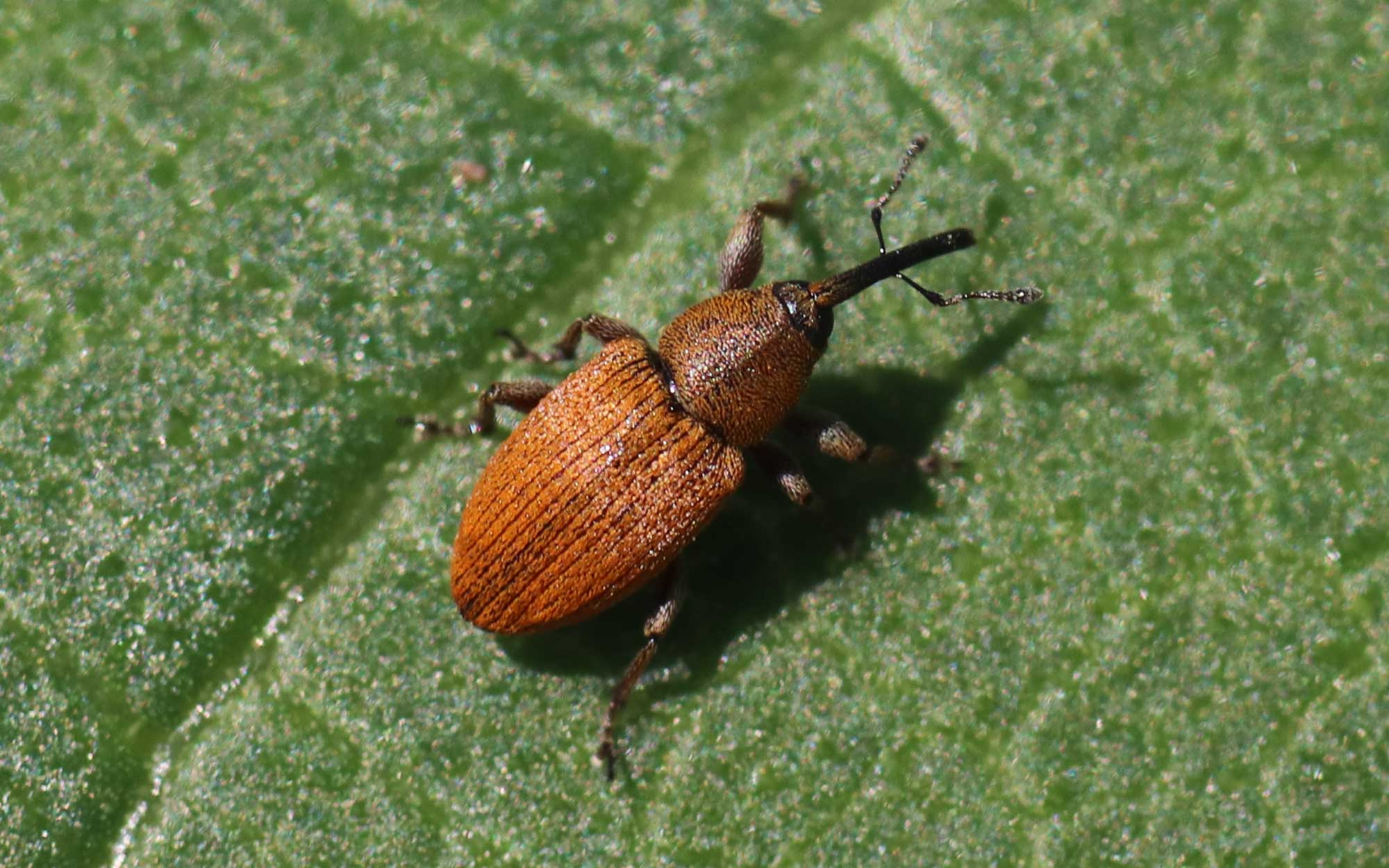 Red-brown colored weevil with bent antennae originating on the elongated mouthparts.