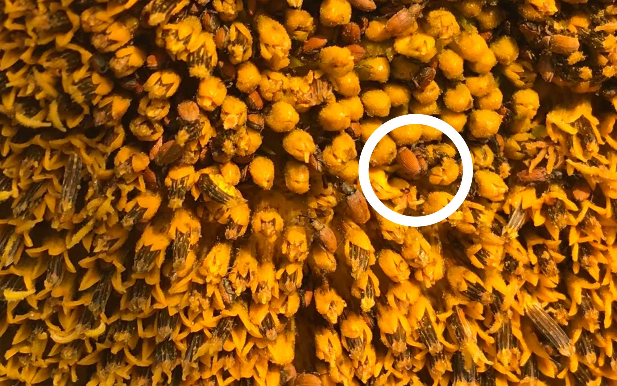 Several red-brown colored weevils crawling on the yellow florets of a sunflower.