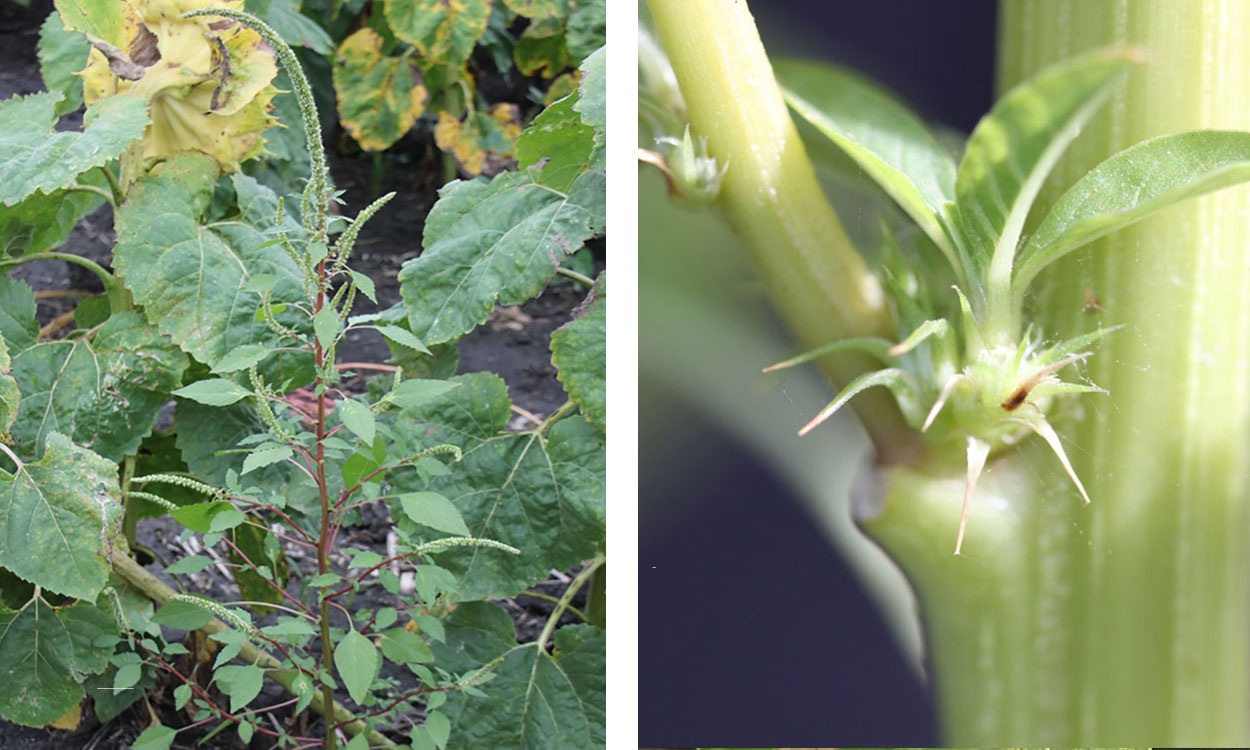 ALT: Left: Green Plamer amaranth next to a green sunflower. Right: Green plant with green, spiny structure at leaf base.