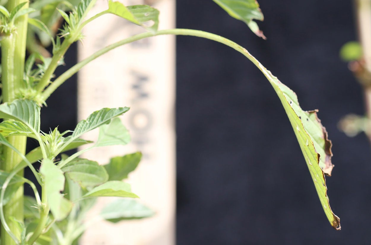 Green leaf with long, green petiole.