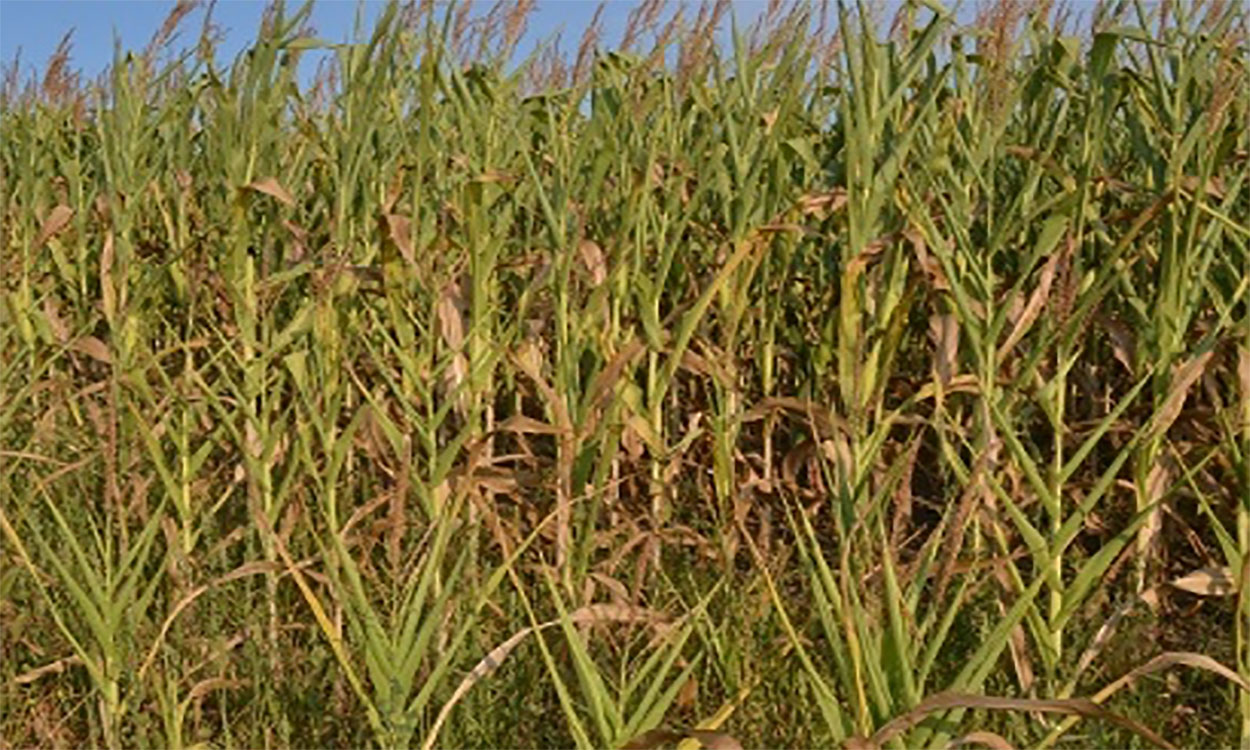 Drought-stressed cornfield.