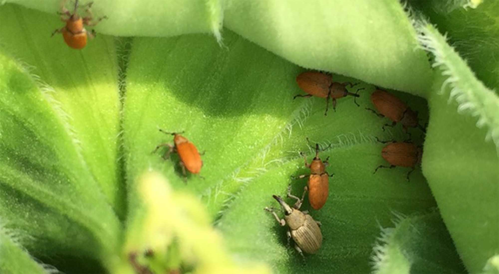 Small, reddish-orange beetles on a green sunflower bud with a larger grey beetle also present.