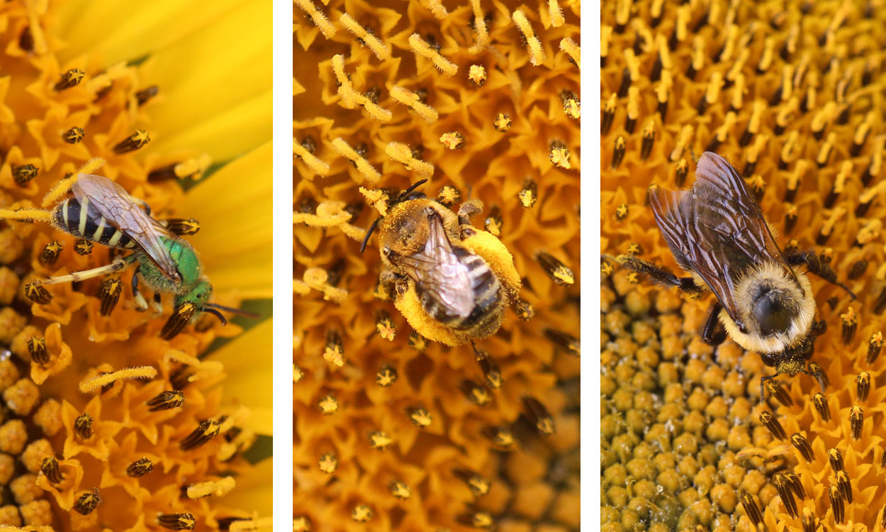 Three bees. From left: metallic native wild bee, brown native wild bees and bumble bee.