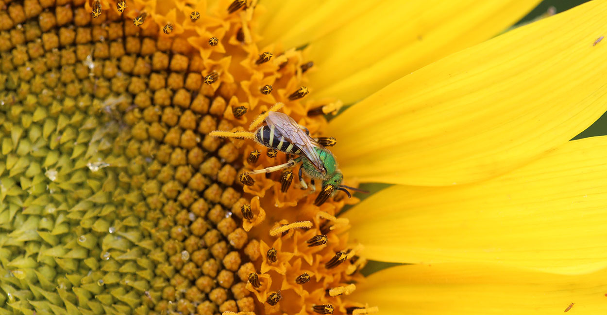 Green bee on yellow flower.