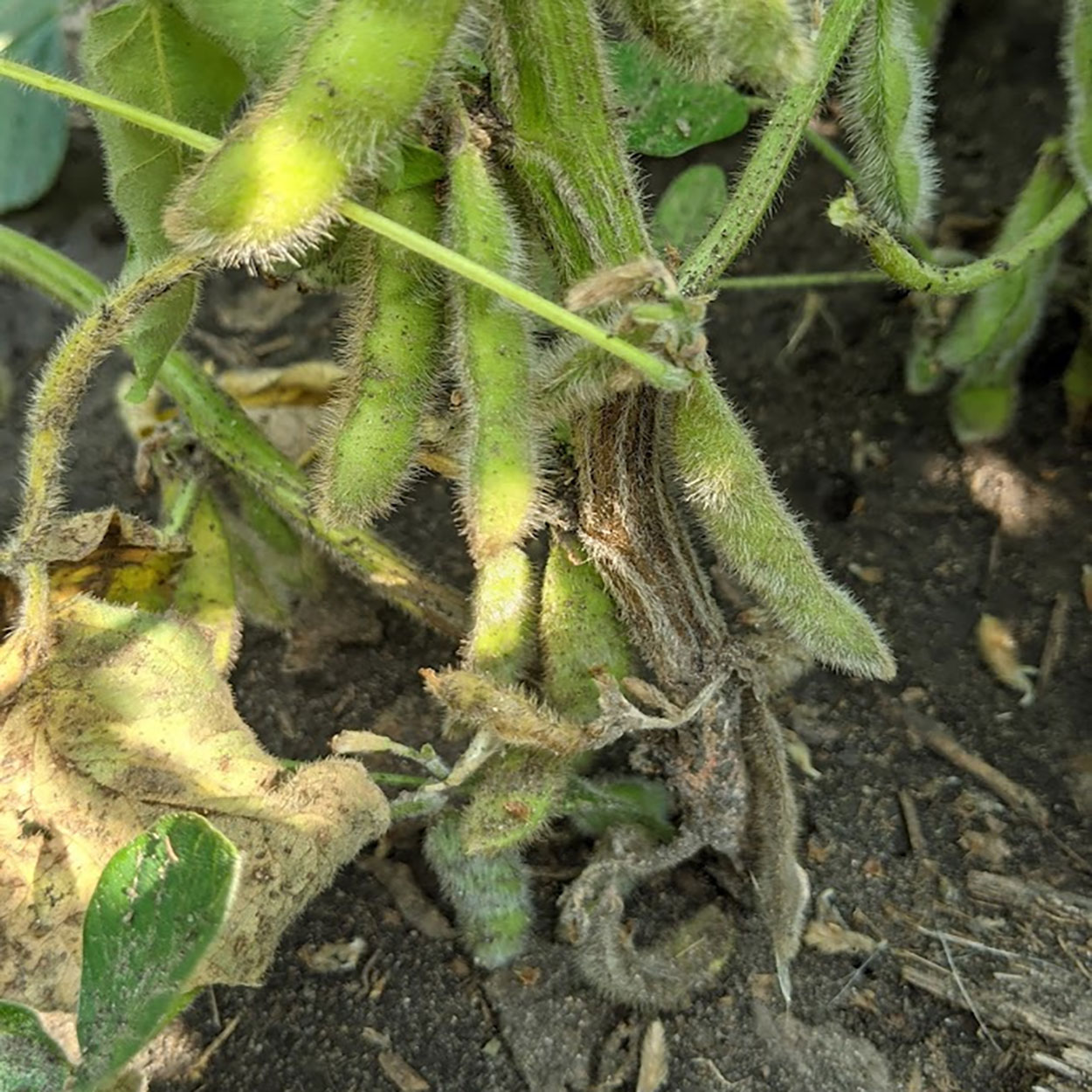 A soybean plant showing a brown lesion of stem canker on the lower part of the stem.