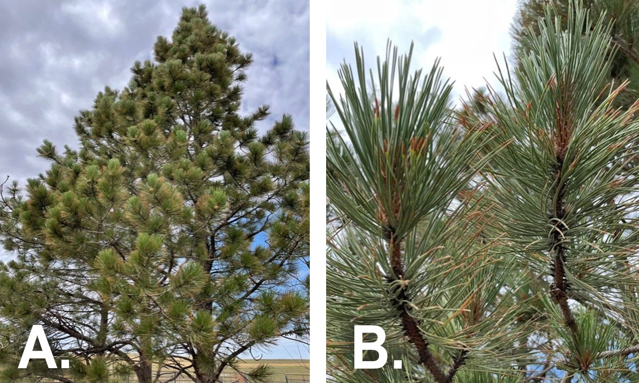 Left: Ponderosa pine tree growing on rangeland. Right: Long, skinny, green needles on Ponderosa pine branch.