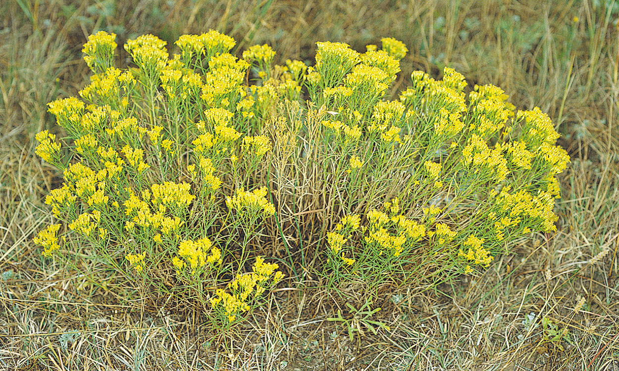A small, shrub-like plant with green stems and bright, yellow flowers.