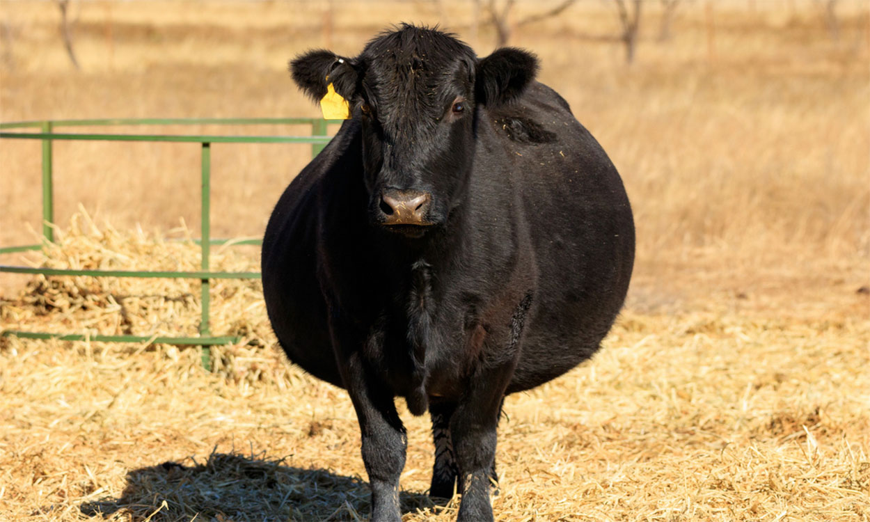 Pregnant black angus cow standing in a dry pasture.