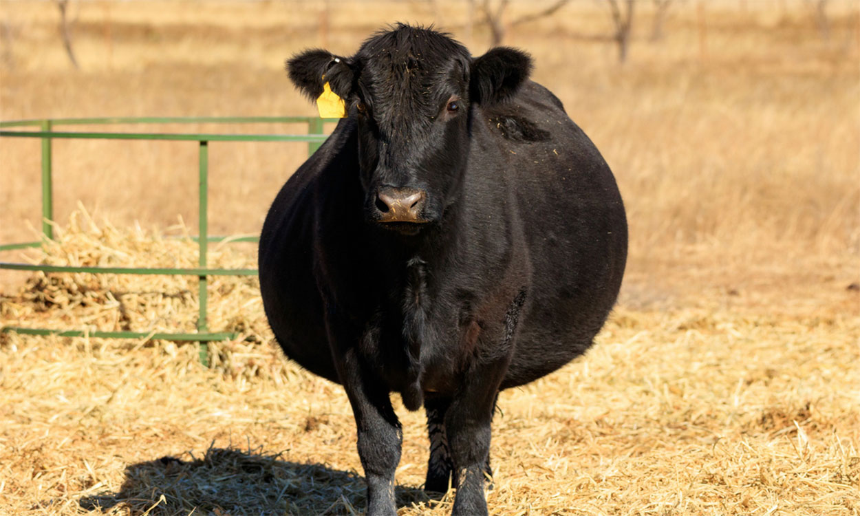 black angus cattle