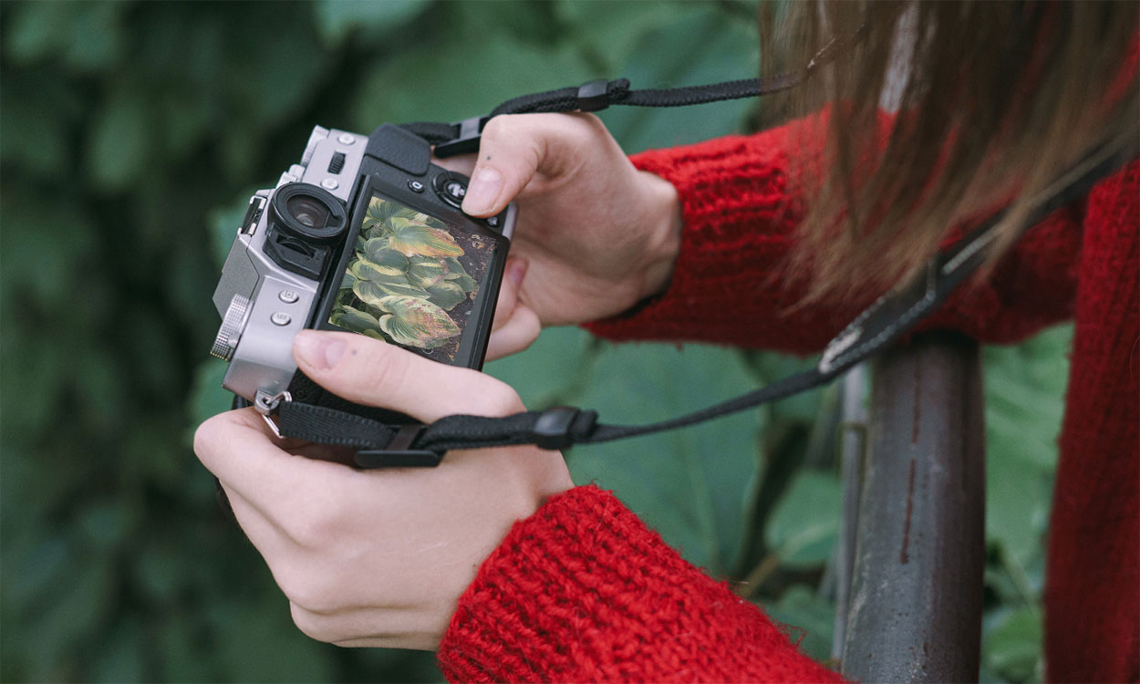 Young woman photographing leaf-scorched hostas in a garden.