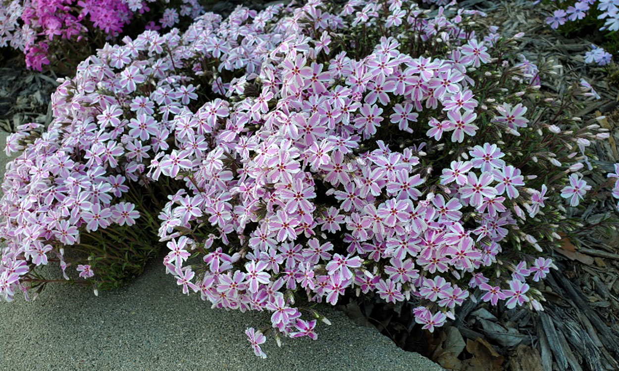Perennial ground cover with pink and white flowers.