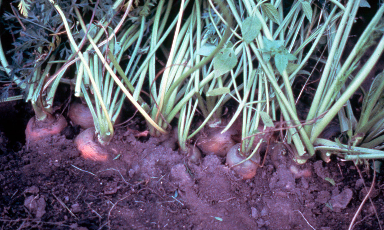Carrots with lush greens and orange root tops peeking out from beneath garden soil.