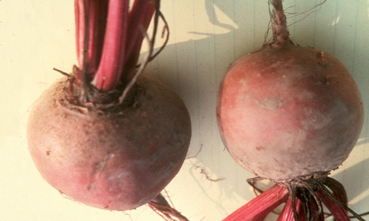 Two freshly harvested beets on a countertop.
