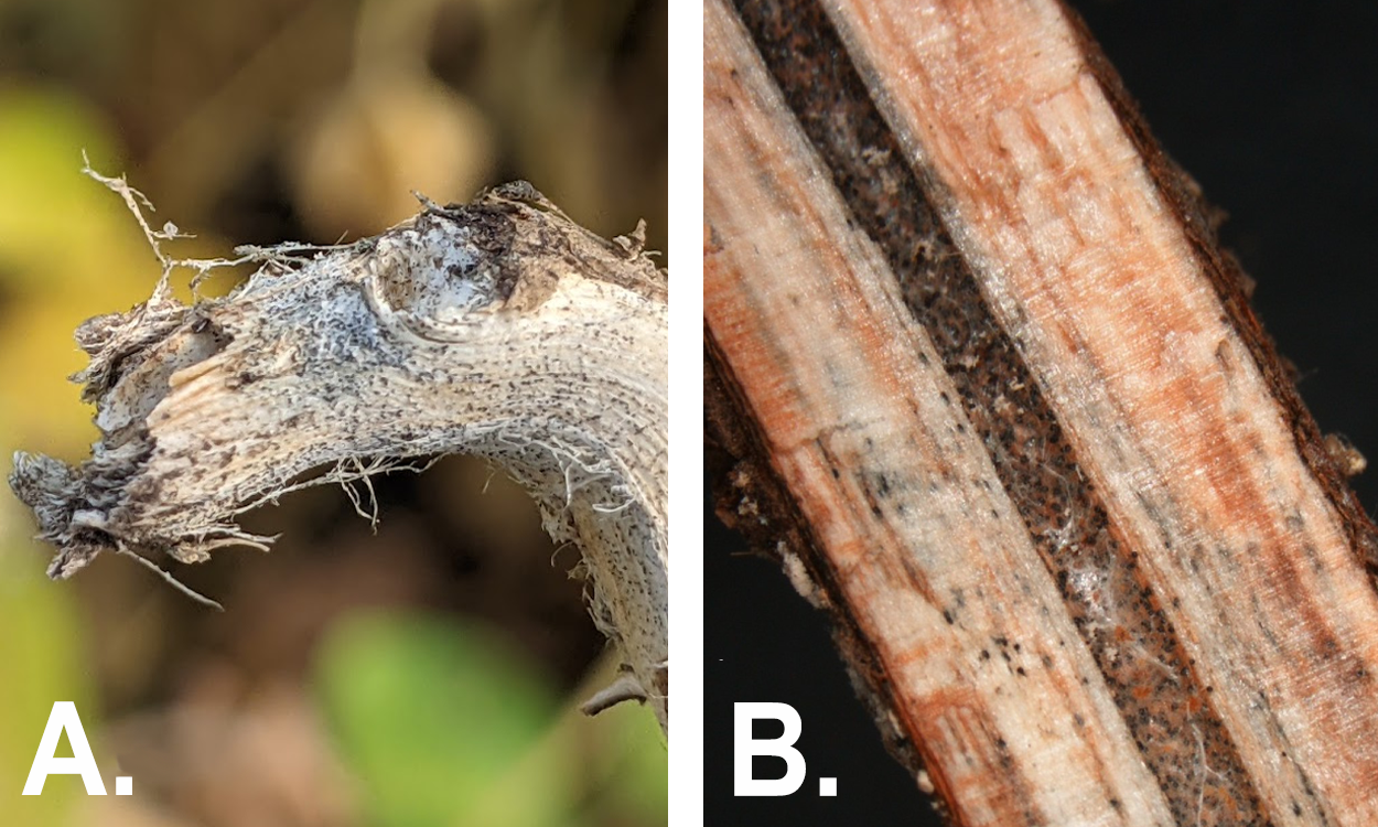 A soybean plant tap root with the skin peeled off (upper picture) and split stem (lower picture) to reveal black colored speckles (micro sclerotia), a sign of charcoal rot pathogen.
