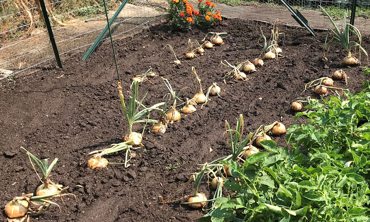 Several rows of yellow onions ready for harvest in a garden.