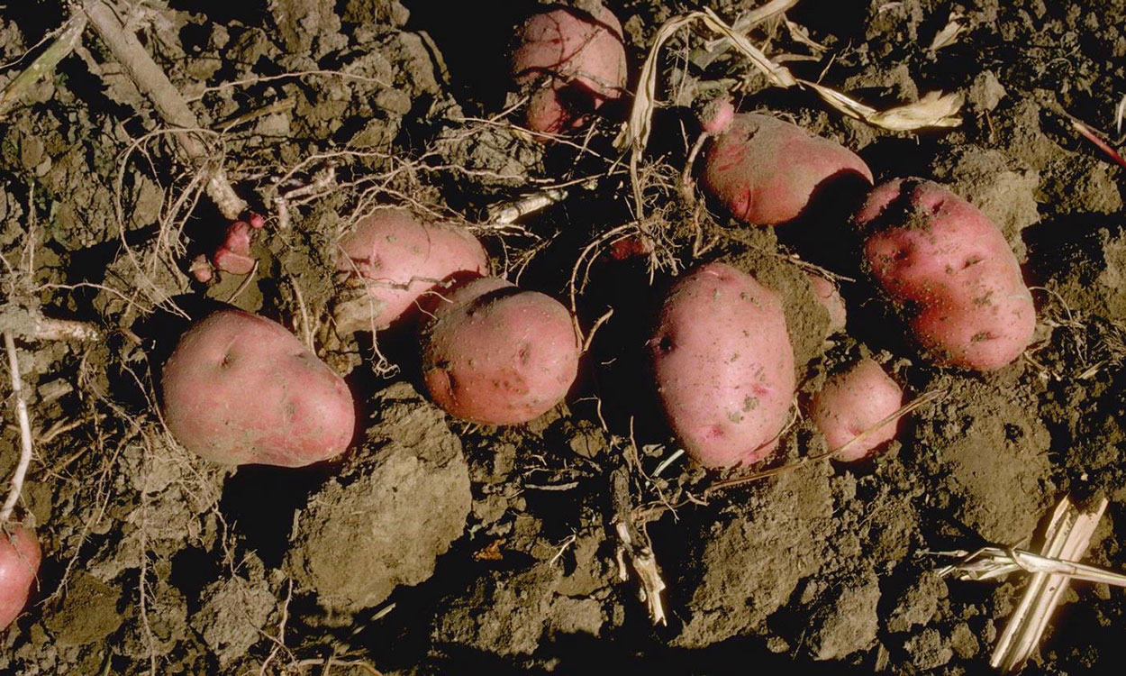 Several harvested red potatoes lying on garden soil.