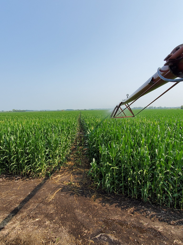an irrigator spraying water in a corn field